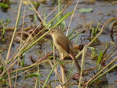 Prinia inornata