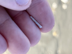 Graptacme eborea