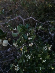 Crataegus mexicana