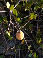 Ancylobothrys capensis