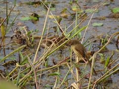 Prinia inornata