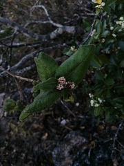Crataegus mexicana