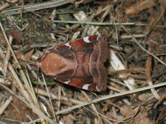 Cosmia diffinis