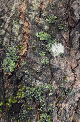 Phaeophyscia pusilloides