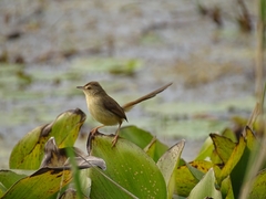Prinia inornata