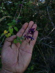 Salvia semiatrata