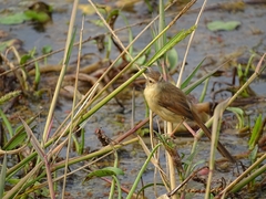 Prinia inornata