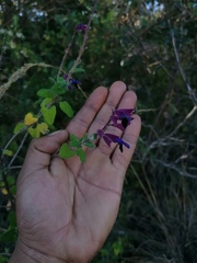 Salvia semiatrata