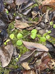 Veronica serpyllifolia