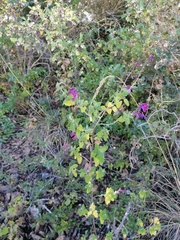 Salvia semiatrata