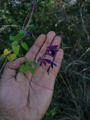 Salvia semiatrata