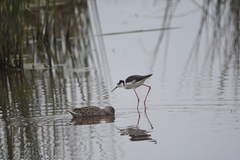 Himantopus mexicanus melanurus