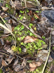Veronica serpyllifolia