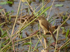 Prinia inornata