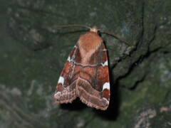 Cosmia diffinis
