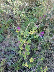 Salvia semiatrata