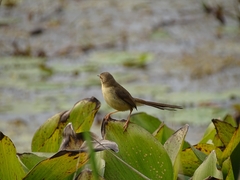Prinia inornata