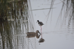 Himantopus mexicanus melanurus