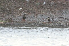 Anas platyrhynchos platyrhynchos