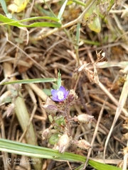 Evolvulus alsinoides