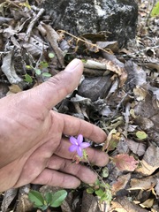 Pseuderanthemum praecox