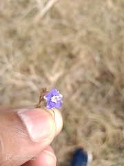 Evolvulus alsinoides