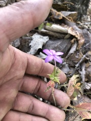 Pseuderanthemum praecox