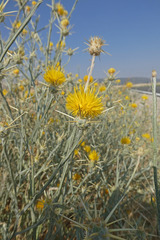 Centaurea solstitialis solstitialis