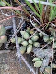 Adromischus umbraticola