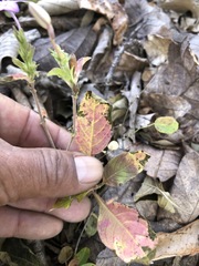 Pseuderanthemum praecox