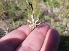 Trachyandra divaricata