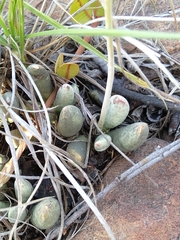 Adromischus umbraticola