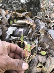 Pseuderanthemum praecox
