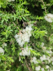 Melaleuca styphelioides