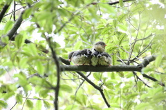 Petroica macrocephala macrocephala