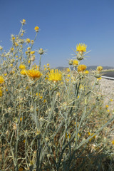 Centaurea solstitialis solstitialis