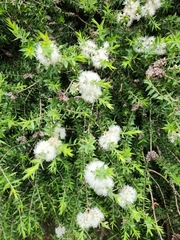 Melaleuca styphelioides