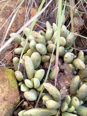 Adromischus umbraticola