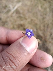 Evolvulus alsinoides