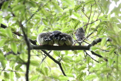 Petroica macrocephala macrocephala