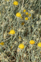 Centaurea solstitialis solstitialis