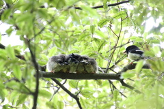 Petroica macrocephala macrocephala