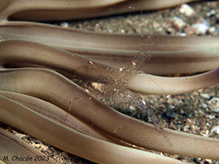 Periclimenes scriptus