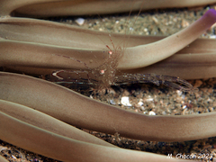 Periclimenes scriptus