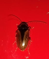 Ptilodactyla