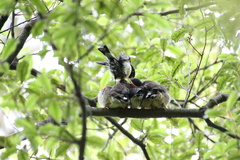Petroica macrocephala macrocephala