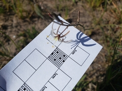 Trachyandra divaricata