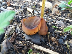 Phylloscypha phyllogena