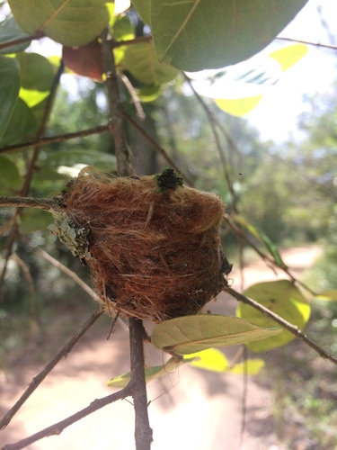 Blue-chinned Sapphire (Chlorestes notata), photo 7