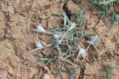 Sporobolus aculeatus